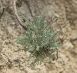 Tanacetum millefolium