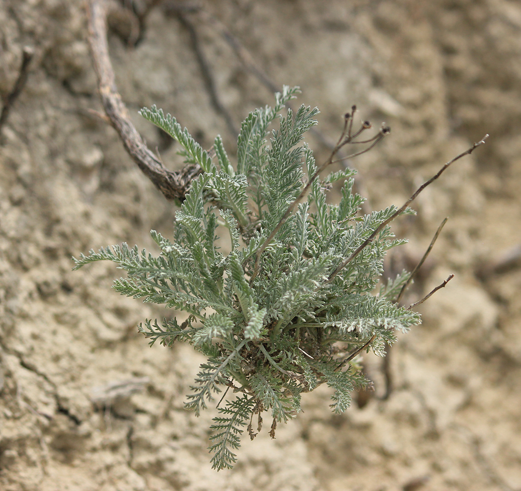 Изображение особи Tanacetum millefolium.