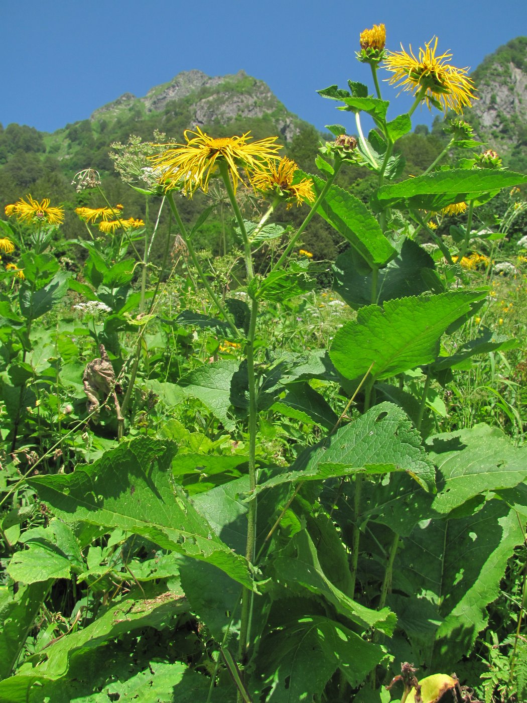 Image of Inula magnifica specimen.