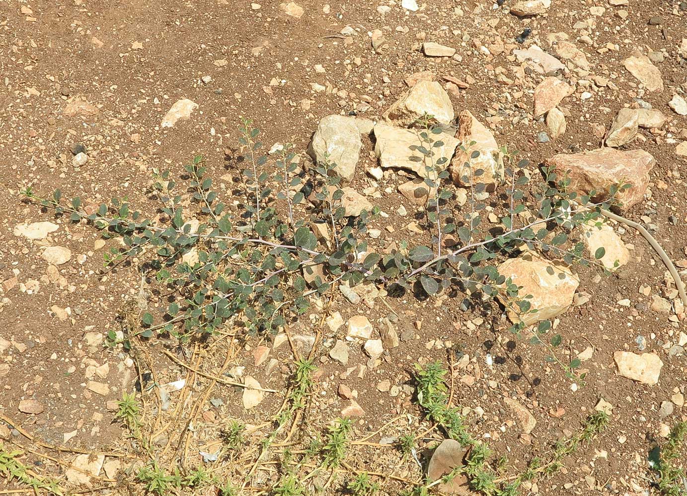 Image of Capparis zoharyi specimen.