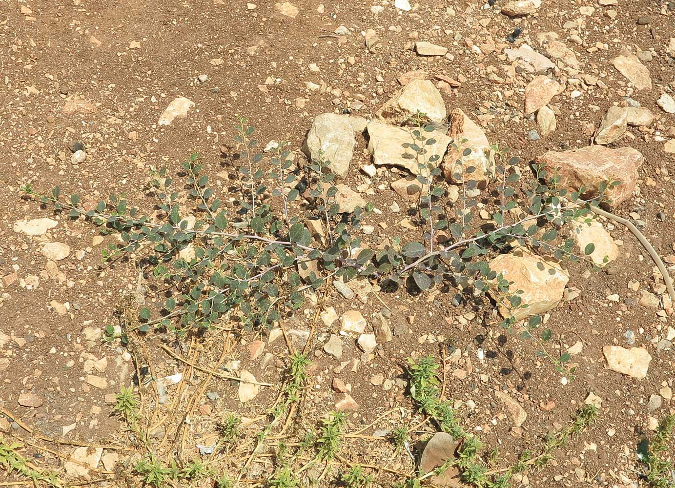 Изображение особи Capparis zoharyi.