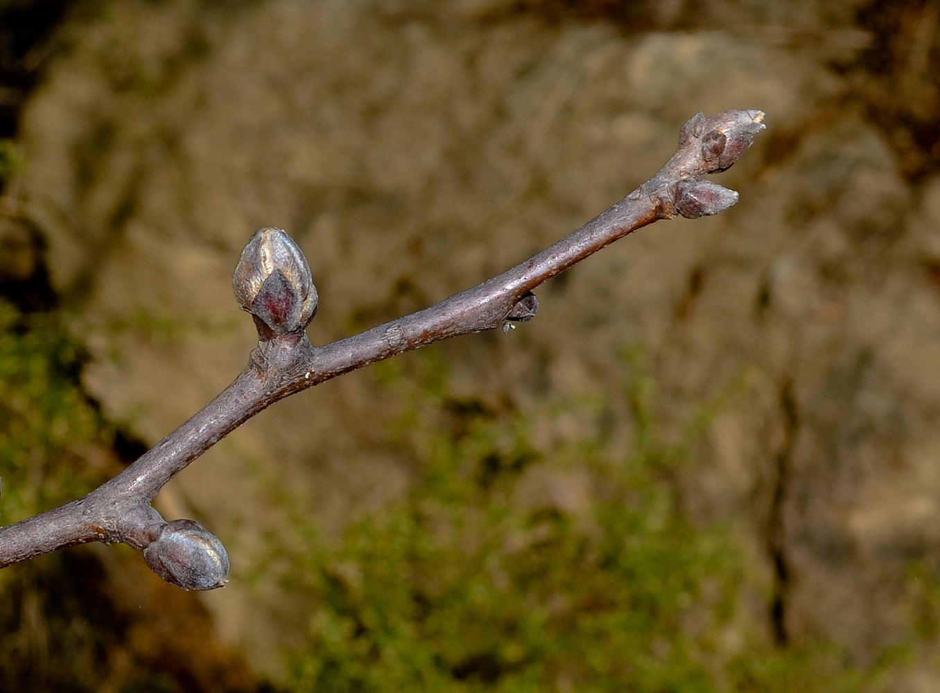 Image of Pistacia atlantica specimen.