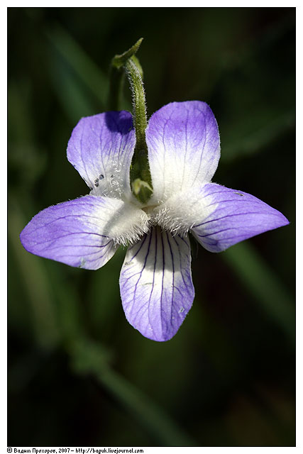 Image of Viola vadimii specimen.