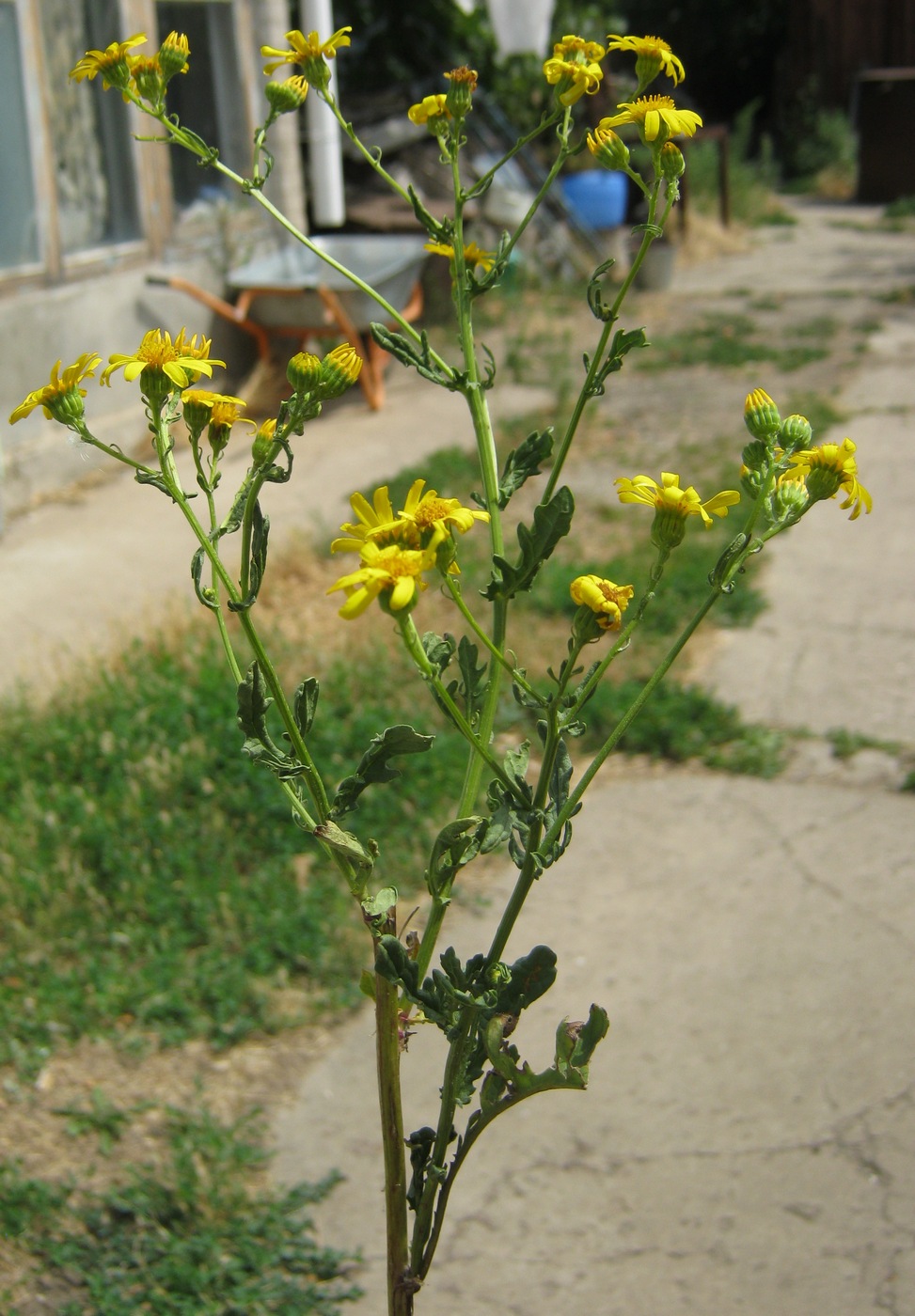 Изображение особи род Senecio.