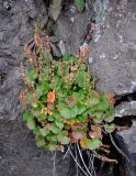 Oxyria digyna. Плодоносящее растение. Исландия, национальный парк Тингведлир, расщелина в скале. 01.08.2016.