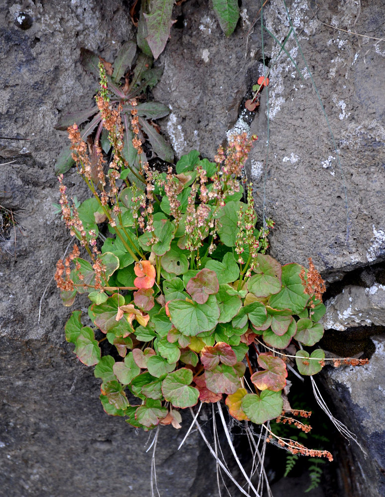 Image of Oxyria digyna specimen.