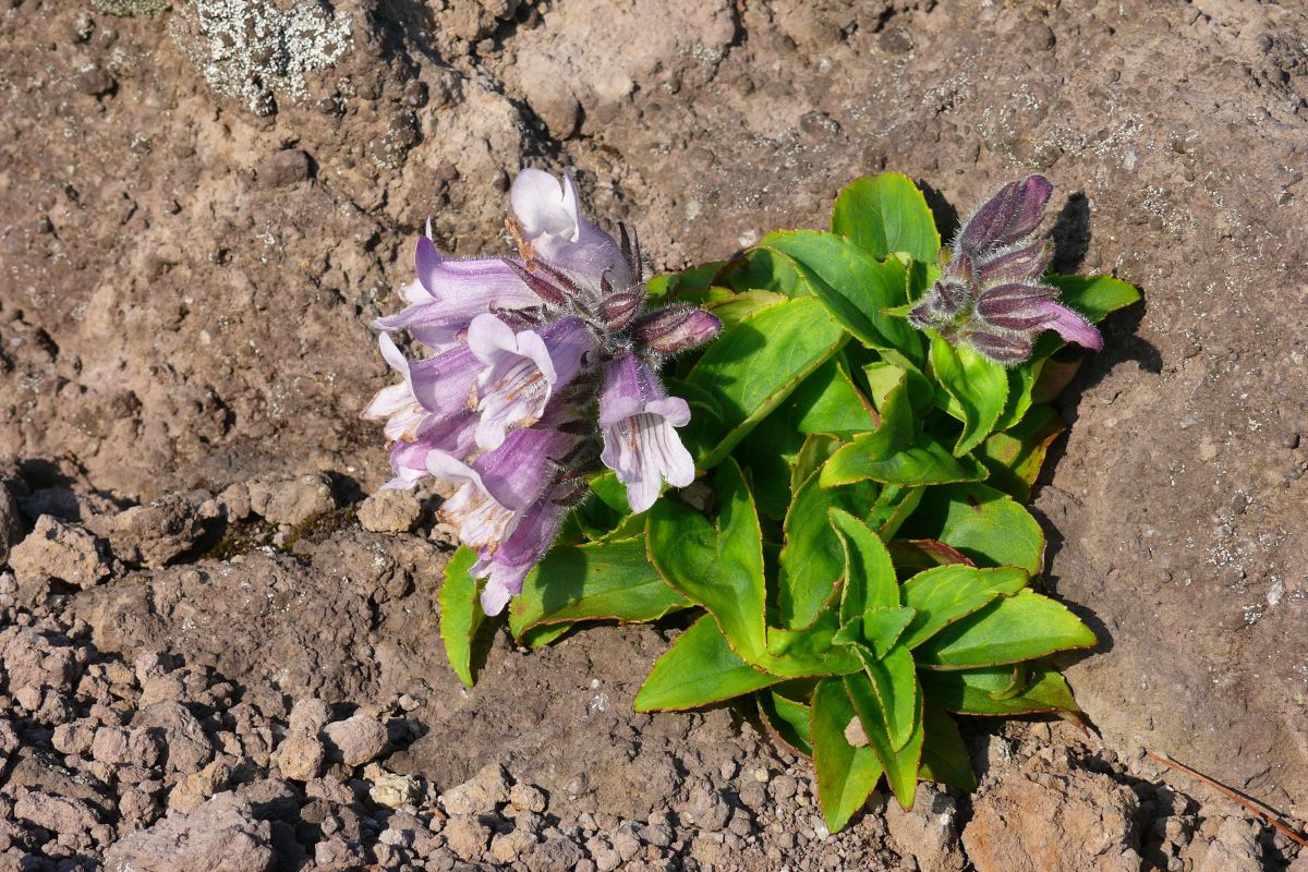 Изображение особи Pennellianthus frutescens.