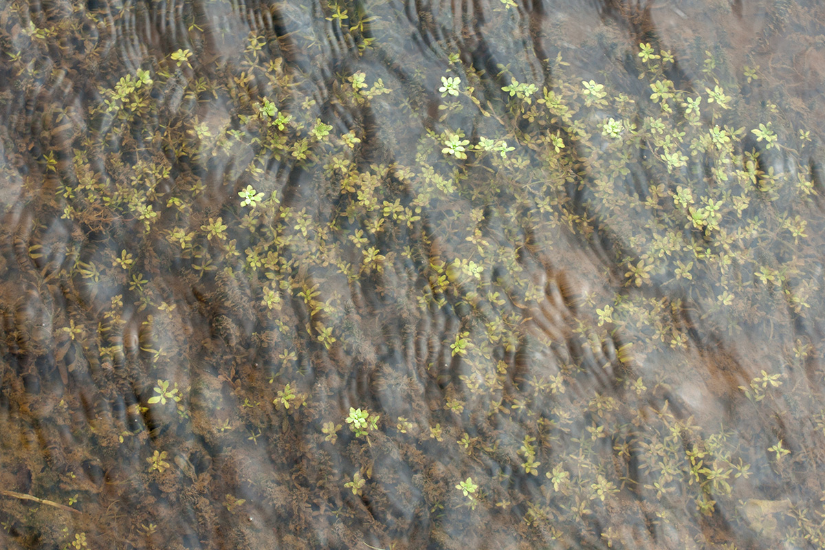 Image of genus Callitriche specimen.