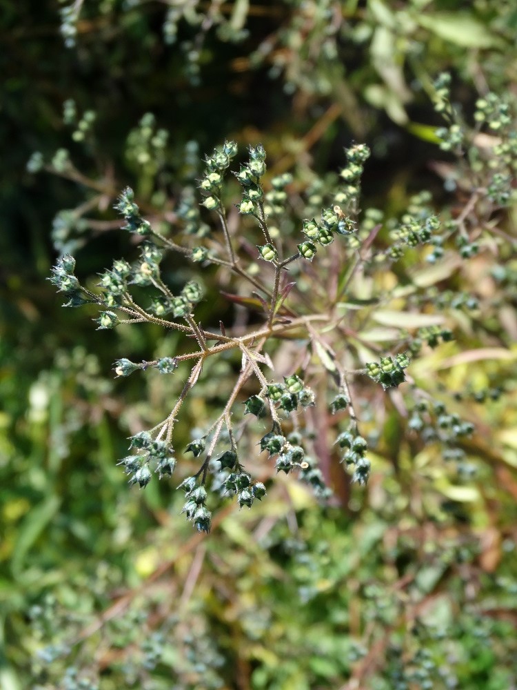 Image of Amethystea caerulea specimen.