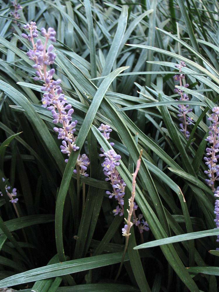 Image of Liriope muscari specimen.