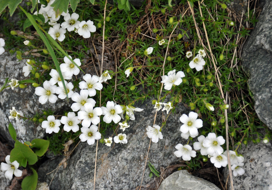 Image of Minuartia imbricata specimen.