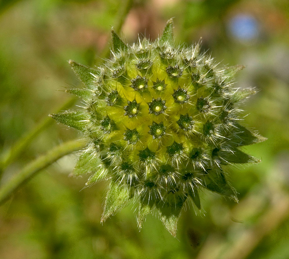 Изображение особи Knautia arvensis.