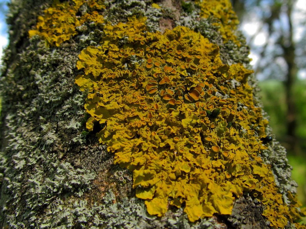 Изображение особи Xanthoria parietina.