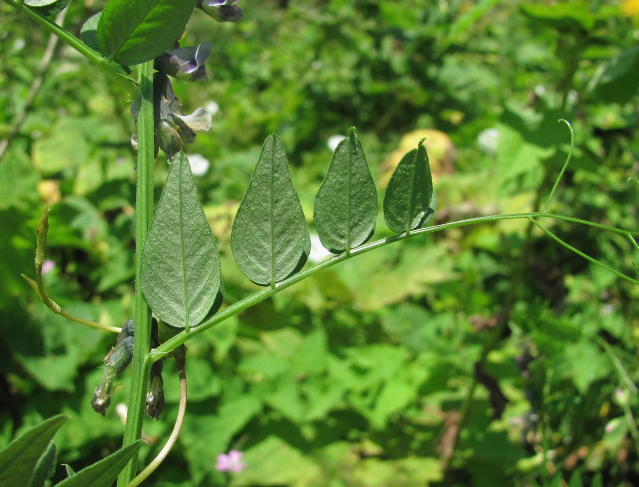 Image of Vicia sepium specimen.