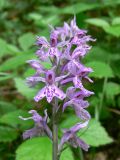 Dactylorhiza fuchsii. Соцветие. Свердловская обл., окр. г. Североуральск, южная окраина Колонгинского водохранилища, обочина дороги в елово-лиственнично-сосновом лесу. 26.06.2016.