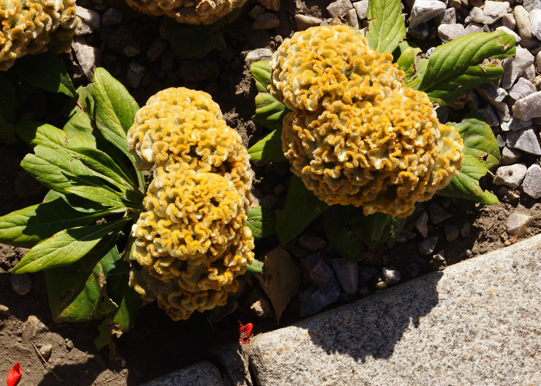 Image of Celosia cristata specimen.