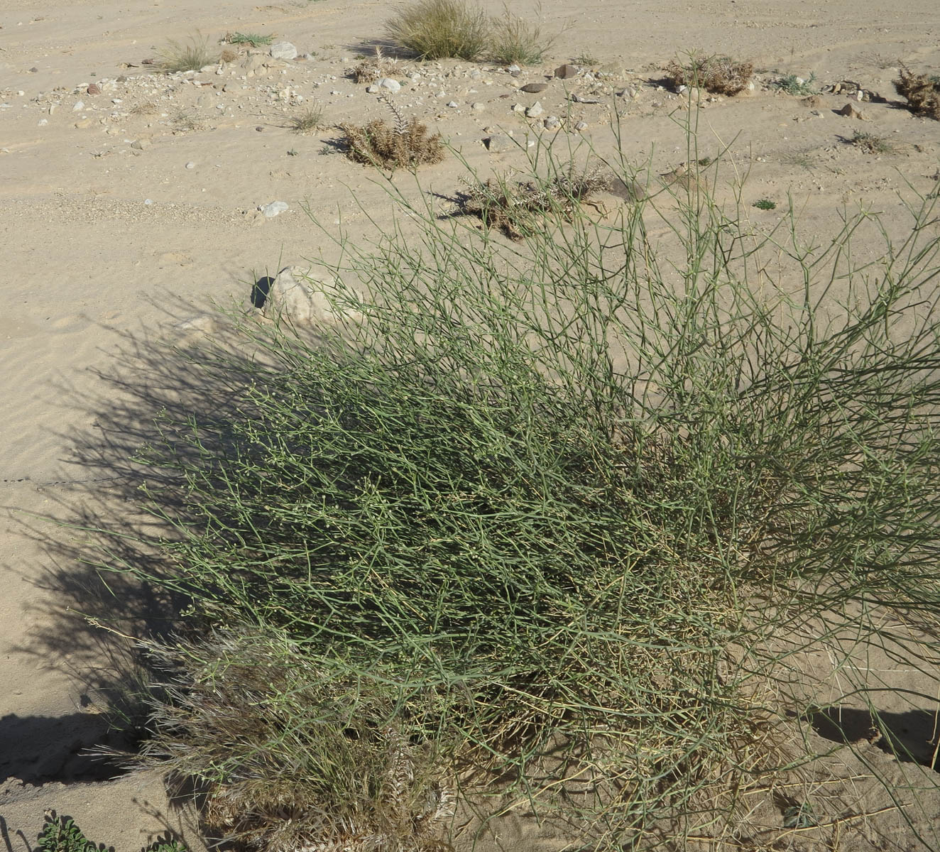Image of Deverra triradiata specimen.
