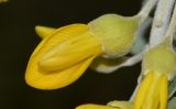 Sophora tomentosa