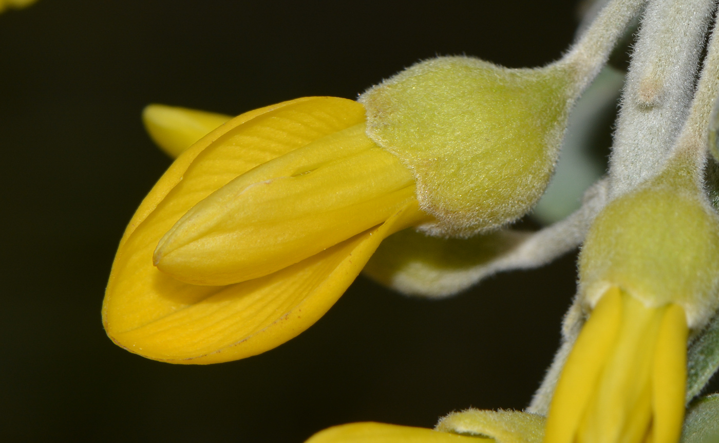 Image of Sophora tomentosa specimen.