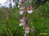 Epipactis palustris