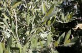 Olea europaea