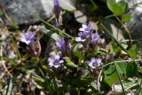 Gentianella turkestanorum