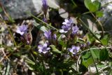 Gentianella turkestanorum