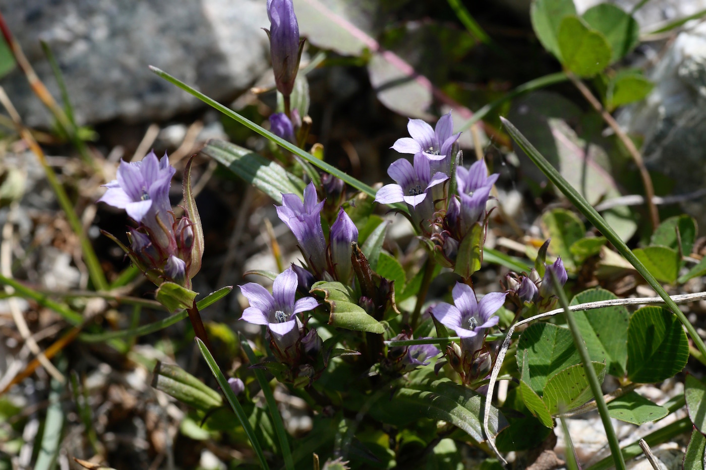 Изображение особи Gentianella turkestanorum.