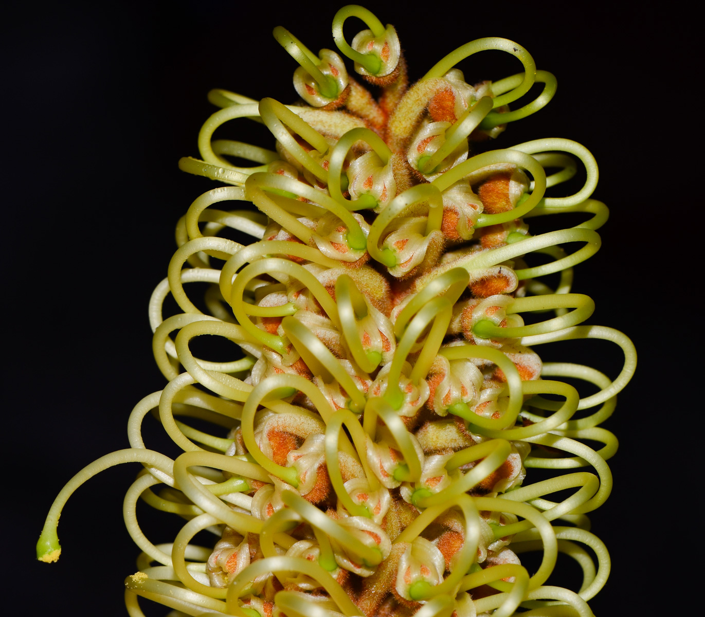 Изображение особи Grevillea hodgei.