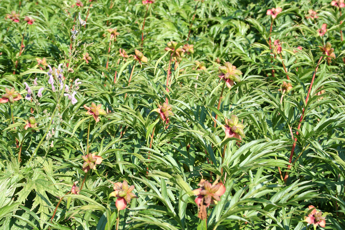 Image of Paeonia anomala specimen.