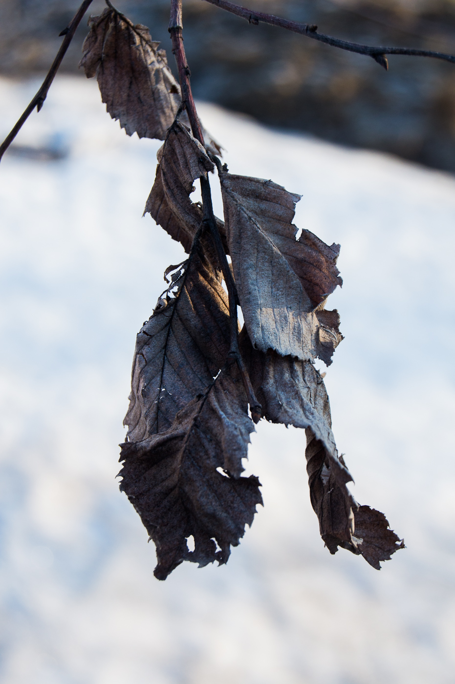 Изображение особи Ulmus laevis.