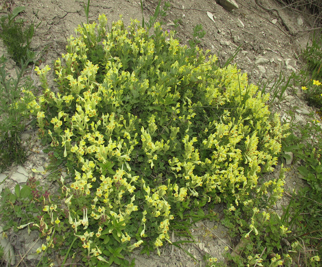 Image of Scutellaria novorossica specimen.
