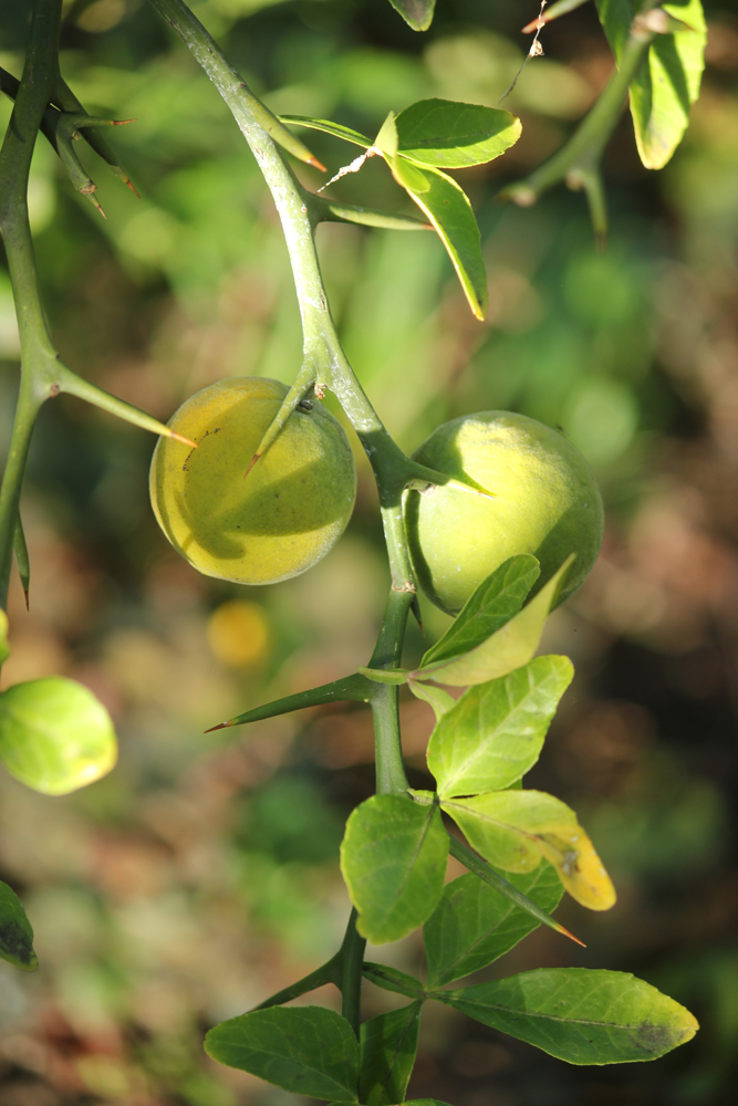 Image of Poncirus trifoliata specimen.