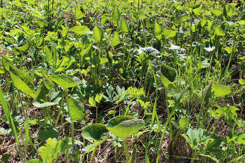 Image of Brunnera macrophylla specimen.