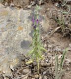 Sideritis romana ssp. purpurea
