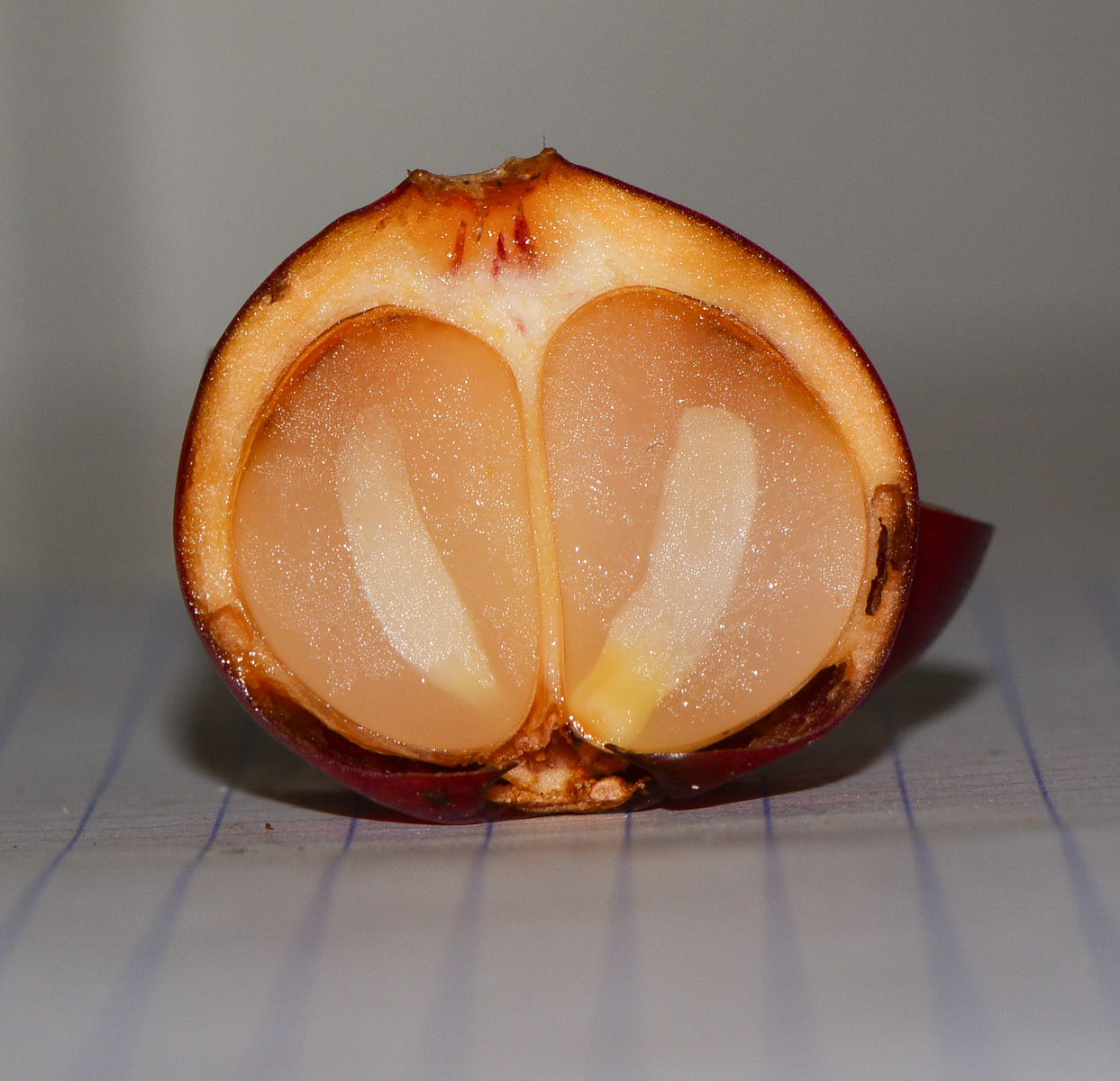 Image of Clivia miniata specimen.