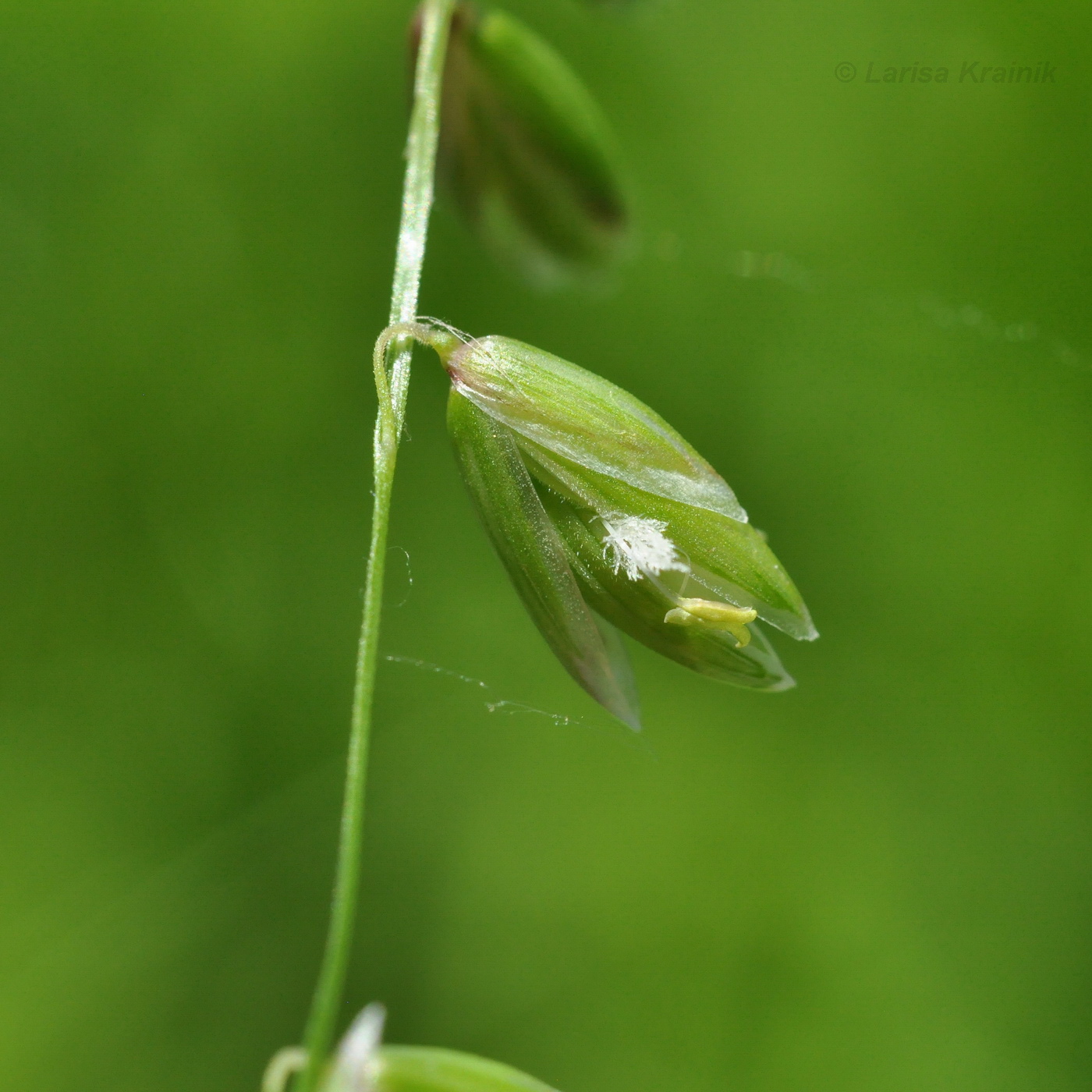 Image of genus Melica specimen.