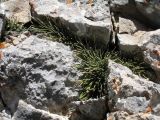 Ephedra fedtschenkoae