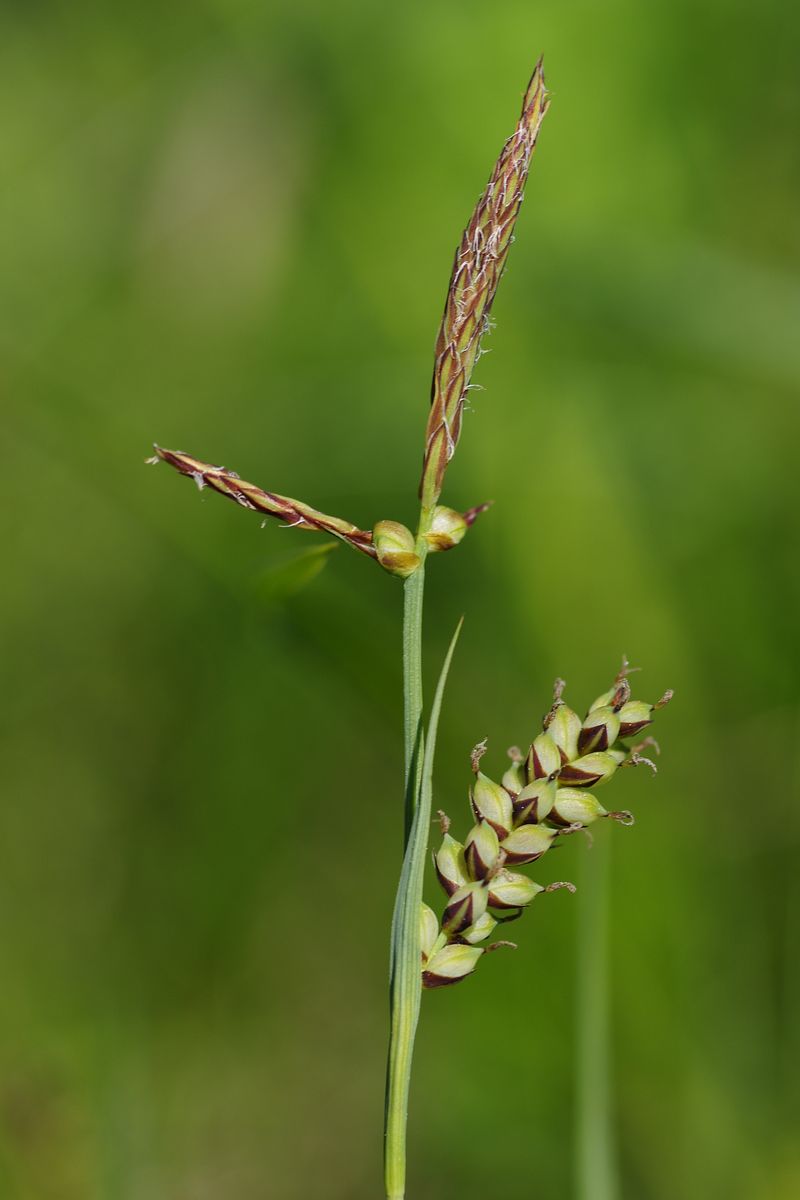 Image of Carex panicea specimen.