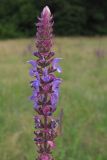 Salvia tesquicola