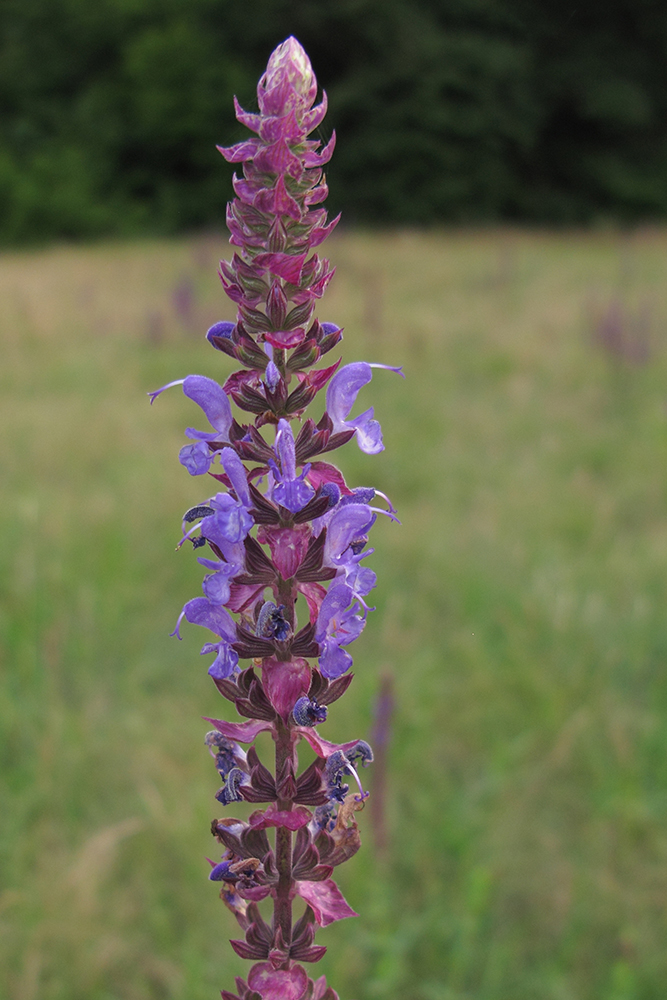 Изображение особи Salvia tesquicola.