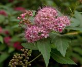 Spiraea japonica