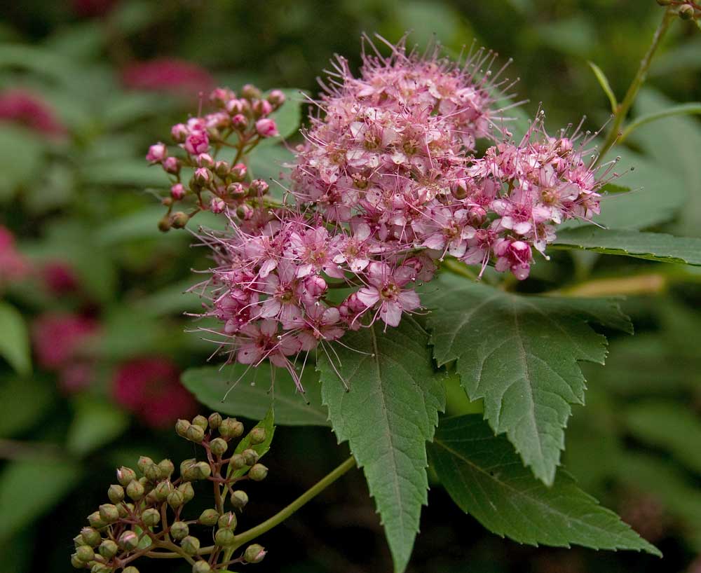 Изображение особи Spiraea japonica.