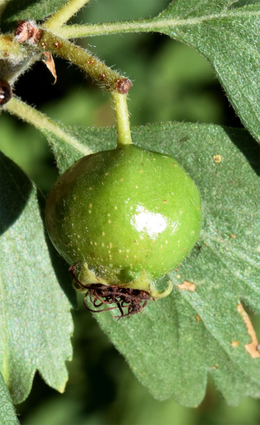 Изображение особи Crataegus pontica.