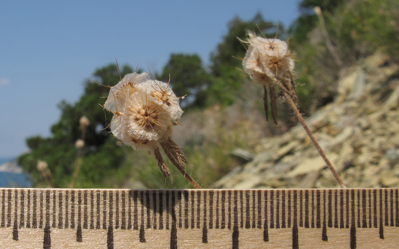 Image of Lomelosia micrantha specimen.