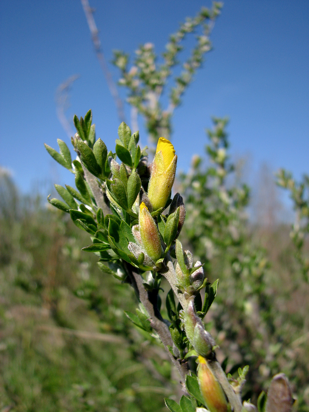 Изображение особи Chamaecytisus ruthenicus.