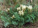 Astragalus physocarpus