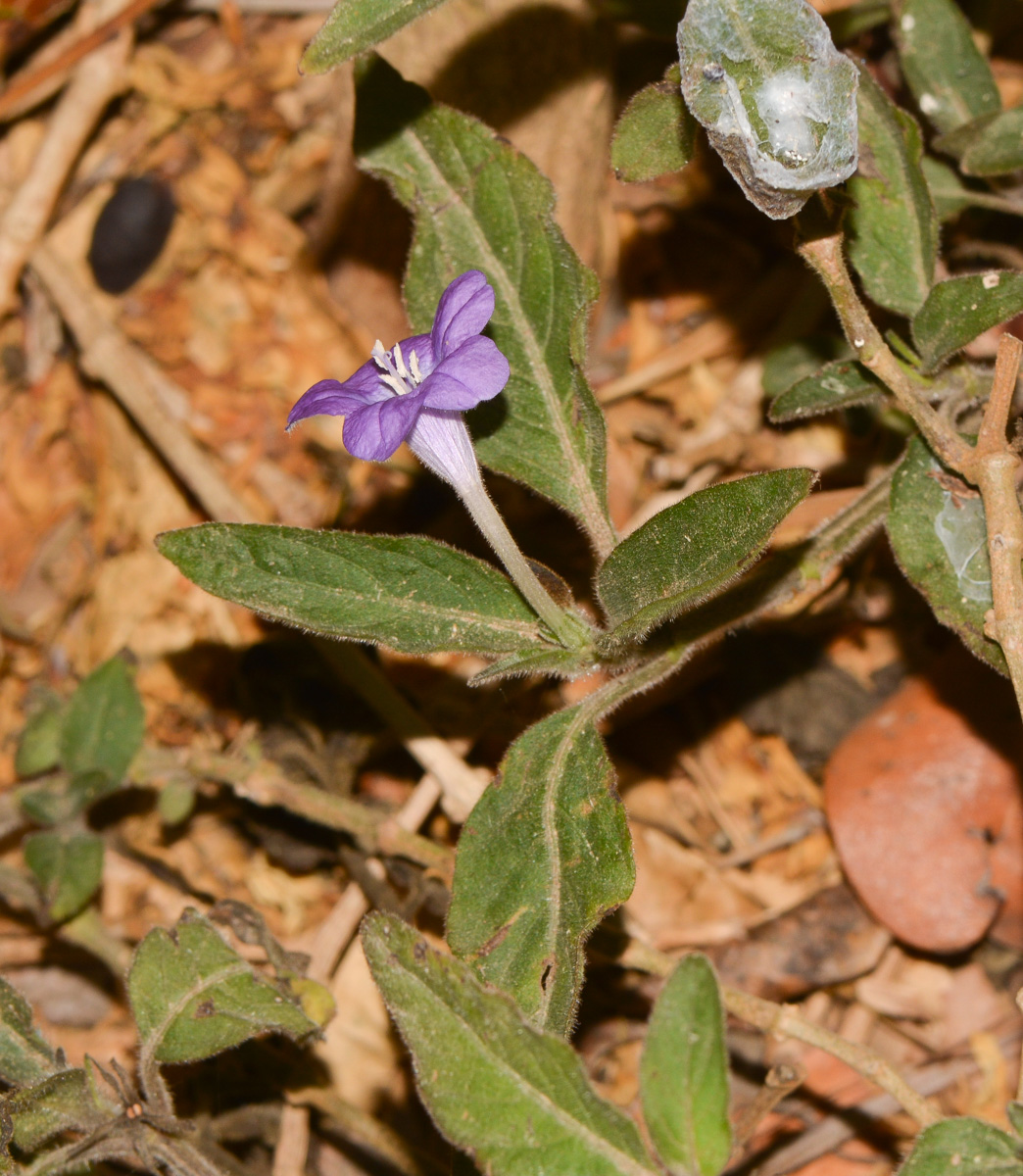 Image of Ruellia prostrata specimen.