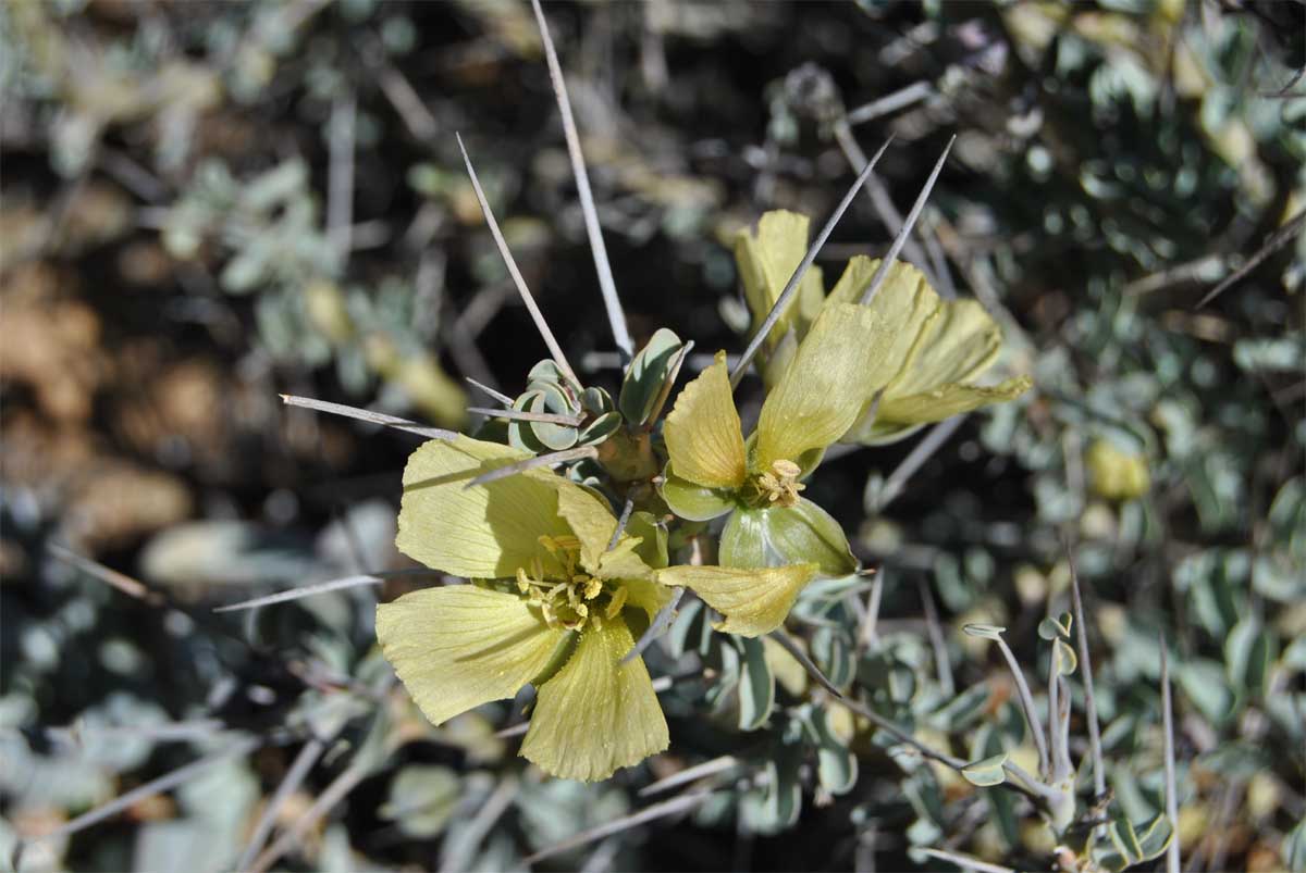 Image of Sarcocaulon lheritieri specimen.