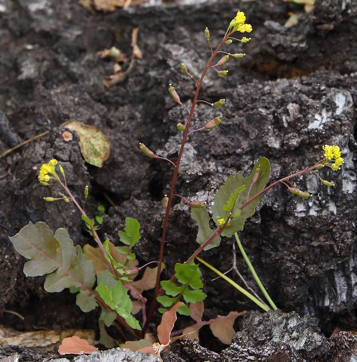 Image of Rorippa palustris specimen.